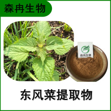 东风菜提取物 草三七浓缩粉 比例提取 多种规格 全水溶原料粉