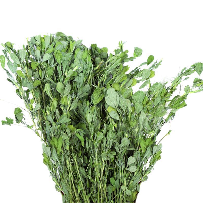 提摩西草2023年头茬苜蓿草干草兔粮草猪豚鼠干牧草饲料苜蓿草代发