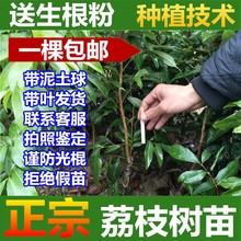 批发荔枝树苗 一棵包邮 正宗嫁接妃子笑 白蜡 鸡嘴荔 桂味无核荔