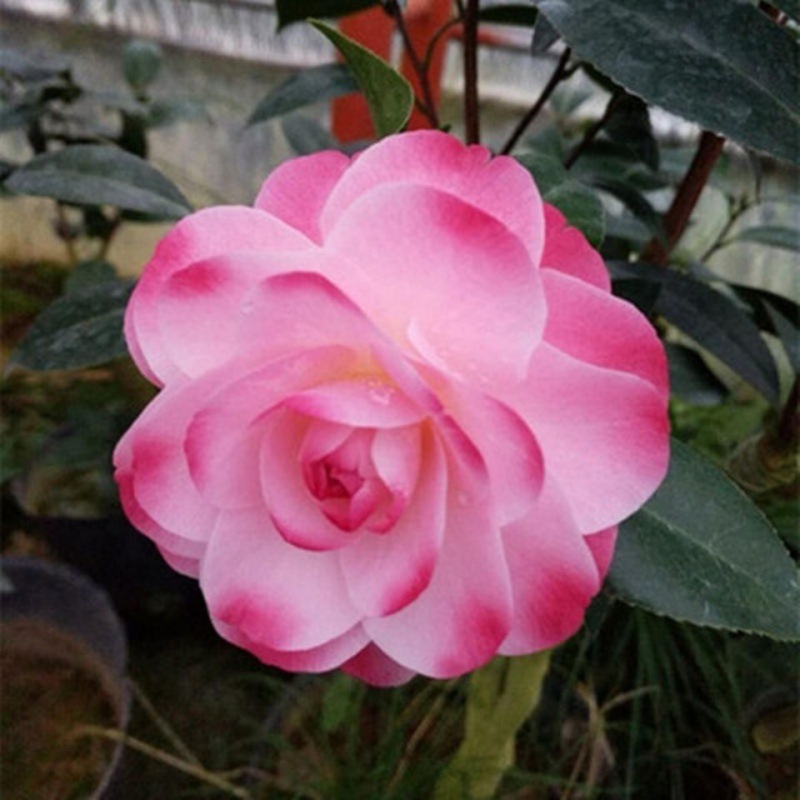 品种茶花友之浦迷茫的春天斑水屋吉卜赛女郎四季茶弁天神乐黑魔法