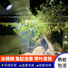 水杨梅水培原生缸水陆缸造景水生植物老桩盆栽点缀鱼缸原夏季绿植