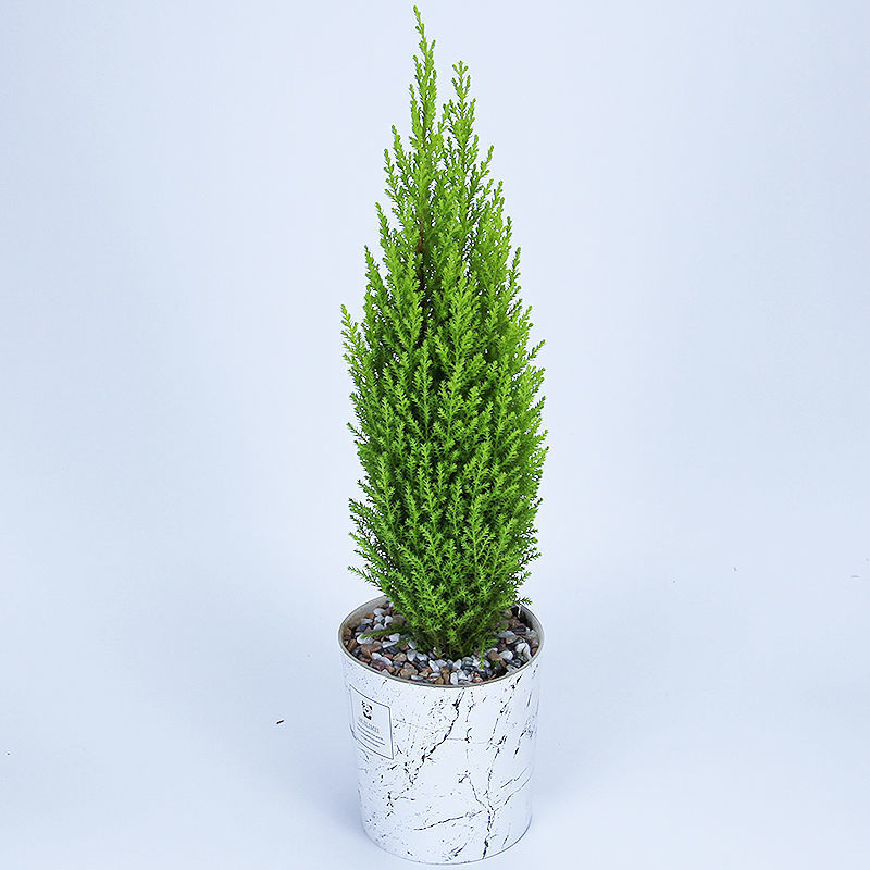 小香松绿植雾松雾凇盆栽圣诞树盆景四季常青植物室内净化空气懒人