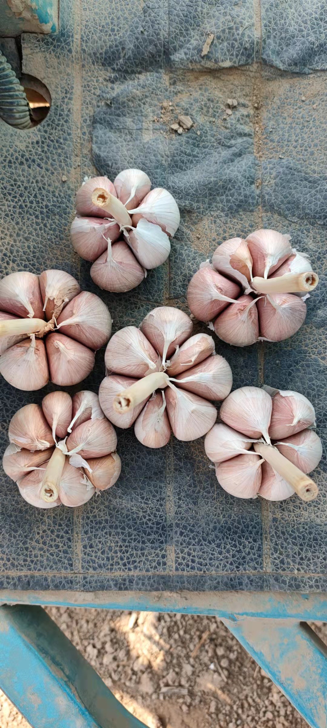 大蒜新品68瓣