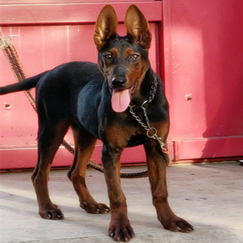 莱州红幼犬活体苏联红猛犬护卫犬狗狗莱州红大型工作犬猎犬小狗