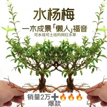 原生态水杨梅水培水生植物老桩水陆缸室内绿植鱼缸造景懒人绿植物