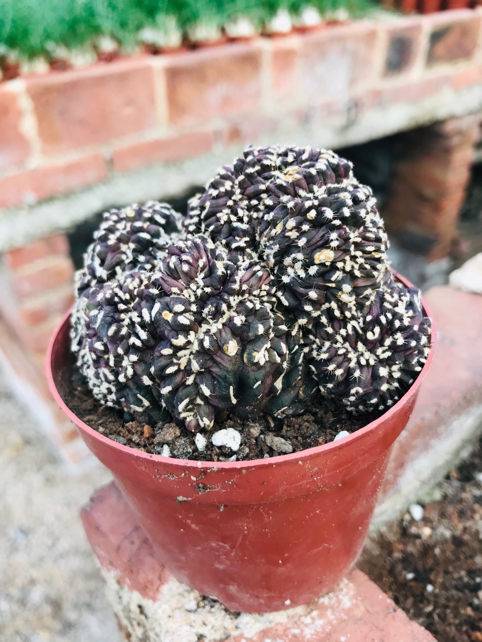 黑牡丹作化 仙人球 如奇峰怪石状 基地直发居家办公景观