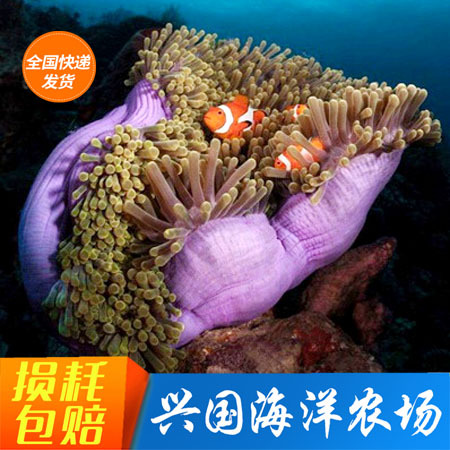 公主海葵 紫点公主海葵活体珊瑚海葵公主葵小丑鱼共生海葵海水鱼