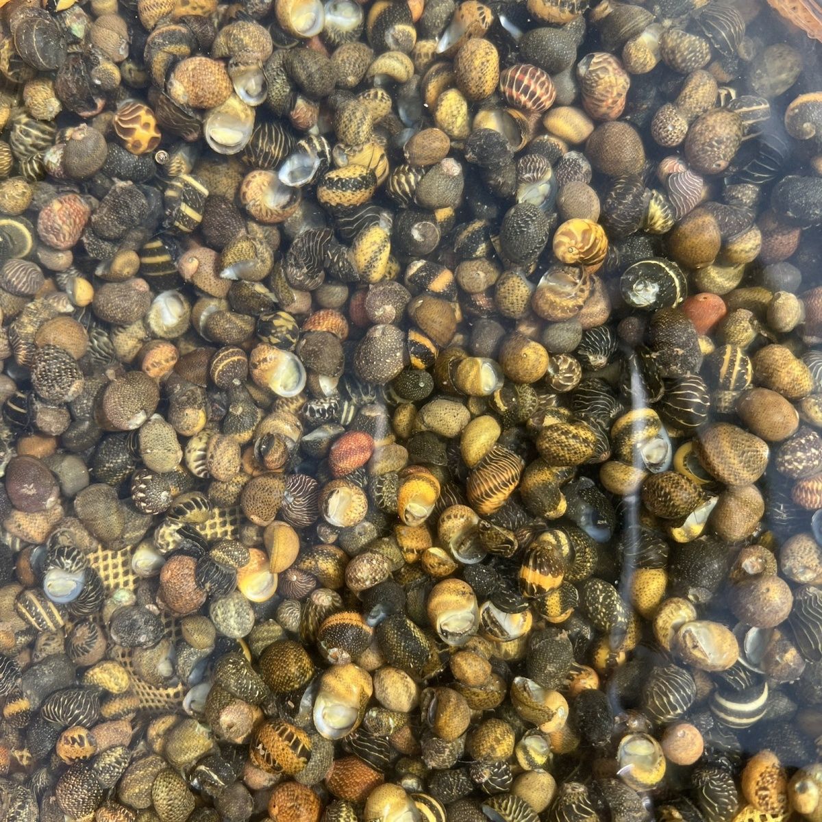 迷你彩蛋螺 蜜蜂角落螺黑金刚斑马洋葱螺鱼缸水草除藻工具观赏螺