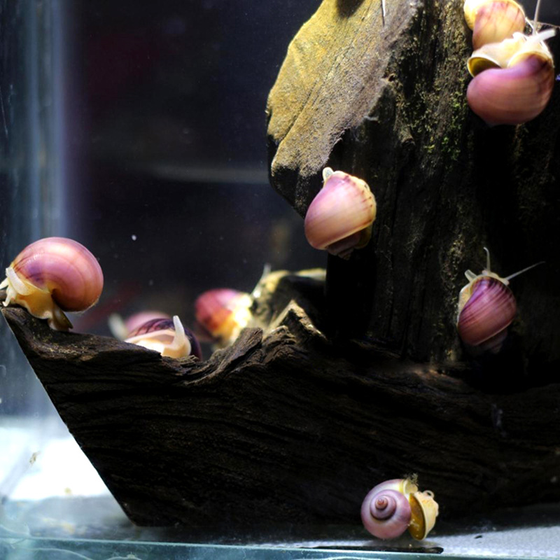 特价紫纹螺紫衣螺观赏螺神秘螺宠物螺工具螺除藻除苔螺活体螺包活