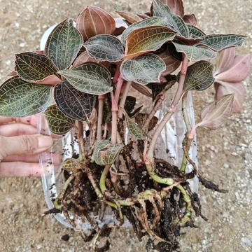 基地直供南靖正宗金线莲种植鲜品大叶金线莲现采摘现发货250克