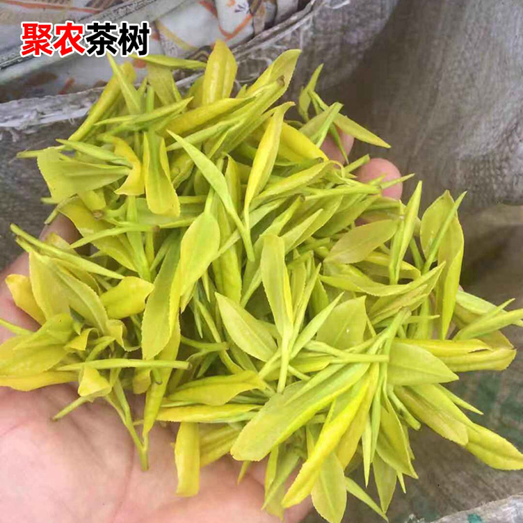 15成交3200棵批发中茶108茶叶苗 茶苗茶叶树苗绿茶扁茶 碧螺