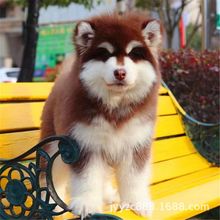 活体纯种阿拉斯加幼犬雪橇犬阿拉斯加犬活物巨型黑灰红阿拉斯加犬