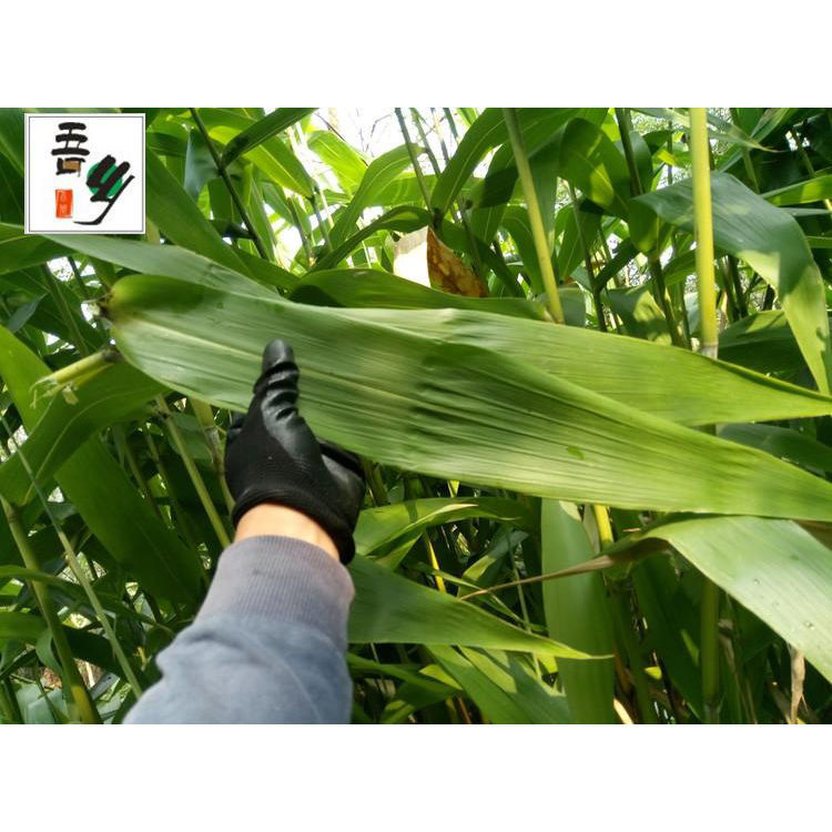 广西野生新鲜现摘 大粽叶 长粽子叶芦苇 箬叶一份张送绳端午节