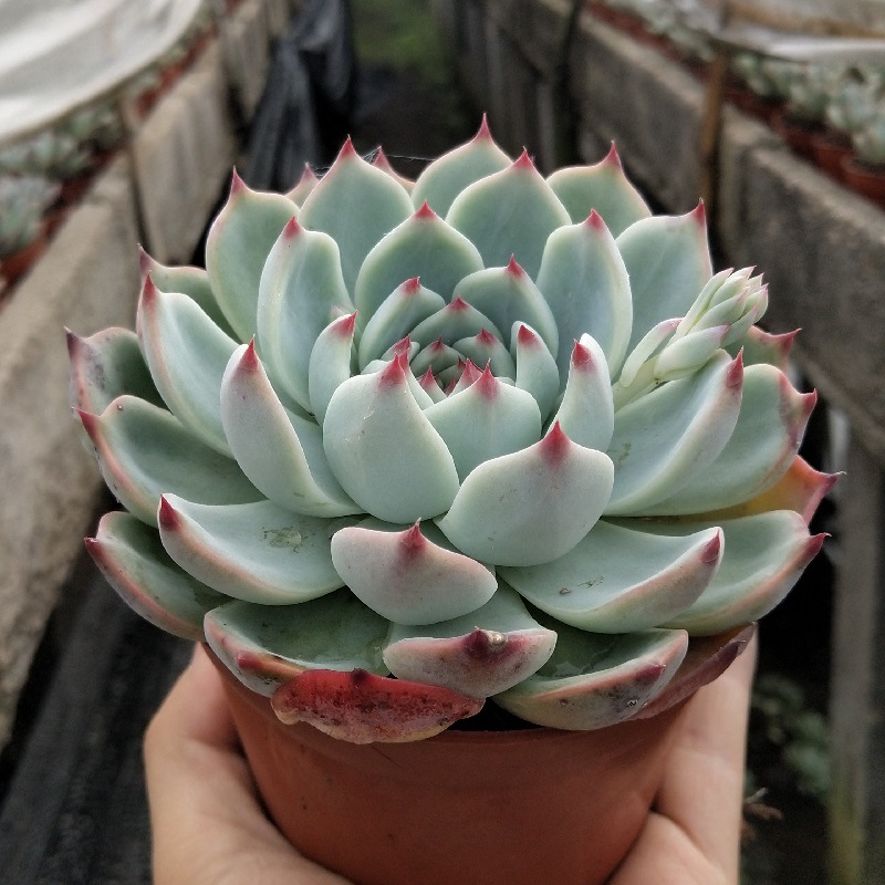 蓝石莲多肉老桩 多肉植物巨型吉娃娃组合盆栽 超大黑王子肉肉优品
