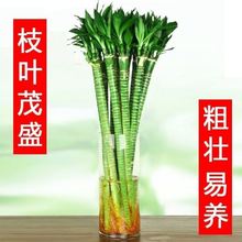 龙竹富贵竹水培植物观音竹转运幸运竹带根桌面小盆栽办公室内绿植