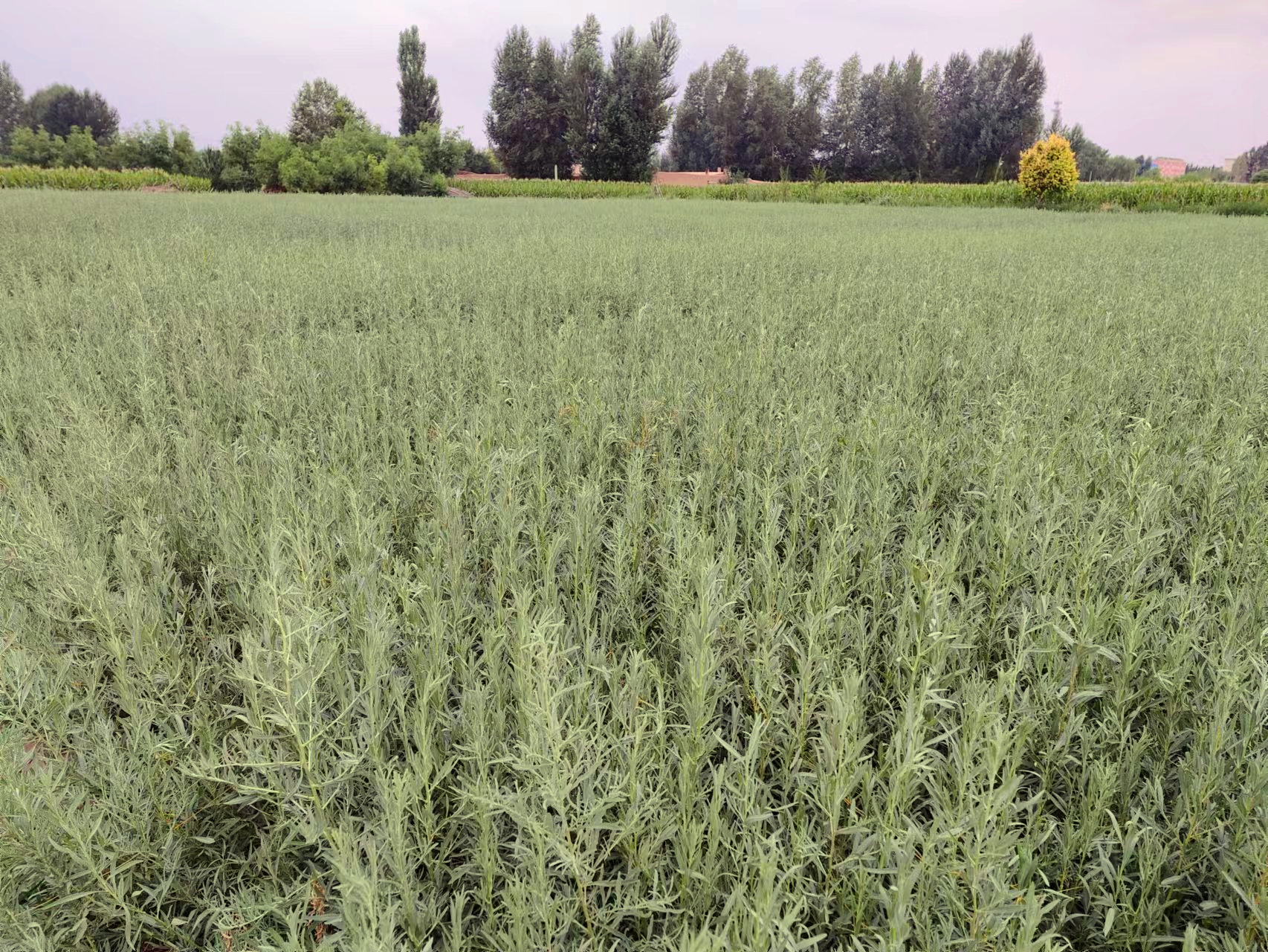 四翅滨藜批发 四翅滨藜价格 四翅滨藜图片