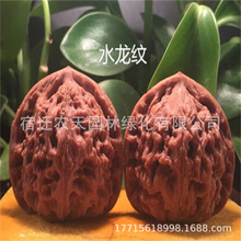 水文龙满天星文玩核桃树苗把玩核桃苗麻核桃树苗狮子头官帽四座楼