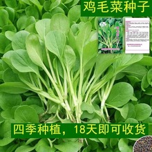 一件代发鸡毛菜菜籽种子上海青菜菜种籽大全蔬菜种孑阳台盆栽小白