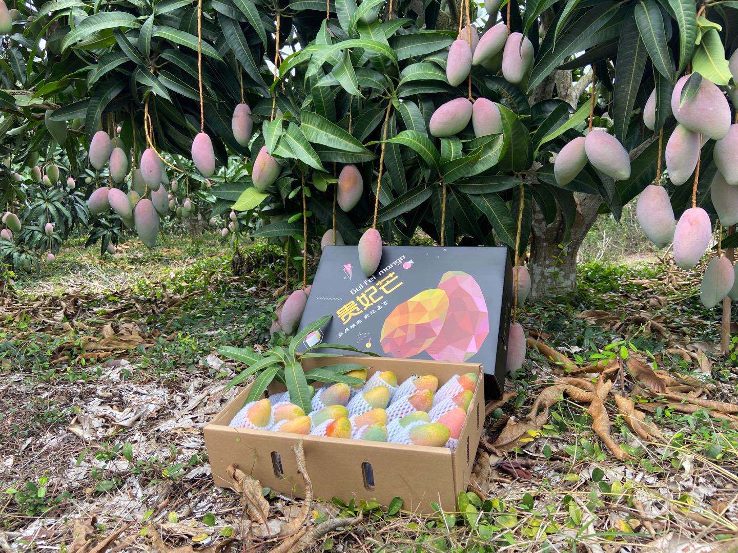 海南三亚树上熟贵妃芒礼盒装红金龙芒鲜水果芒果带箱10斤顺丰包邮