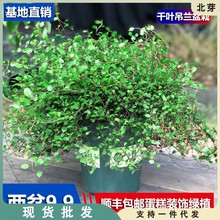 千叶吊兰盆栽观叶植物面包烘焙糕点装饰蛋糕点缀垂吊绿植四季常青