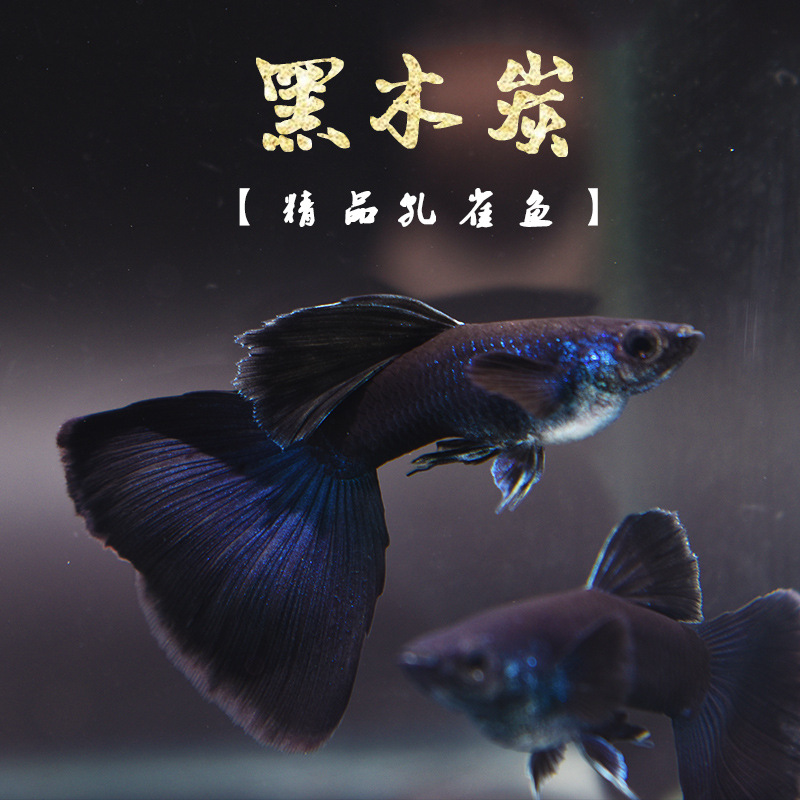 黑木炭孔雀鱼 黑礼服纯种精品热带观赏鱼胎生鱼活体孔雀鱼下崽狂