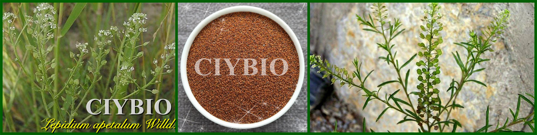 【慈缘生物供应】葶苈子提取物10:1 独行菜提取物 播娘蒿提取物