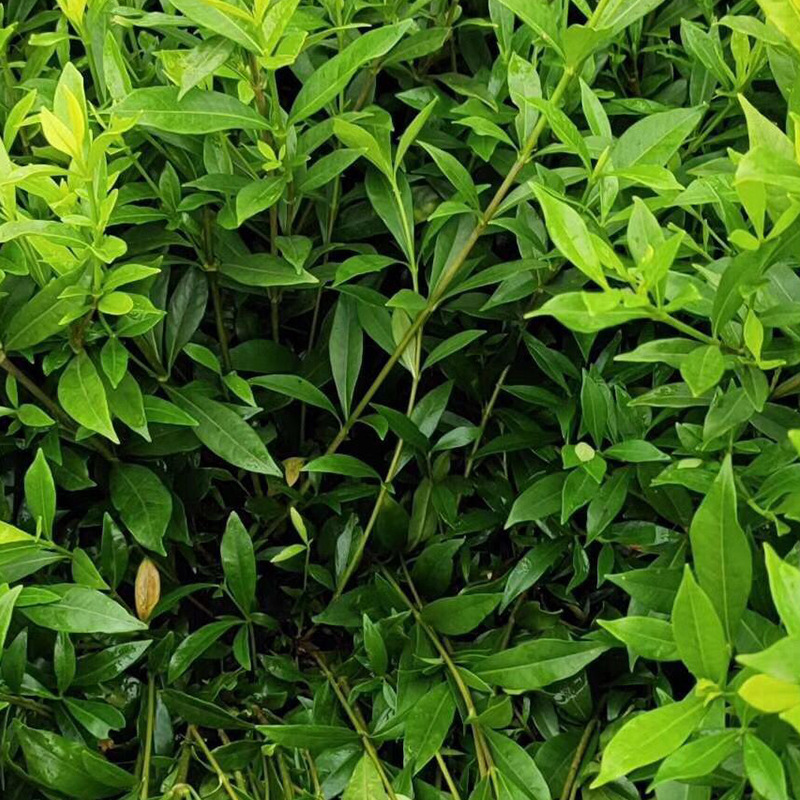 绿化工程苗木 丛生紫薇 露地生长植株 春色叶丛生紫薇绿化植物