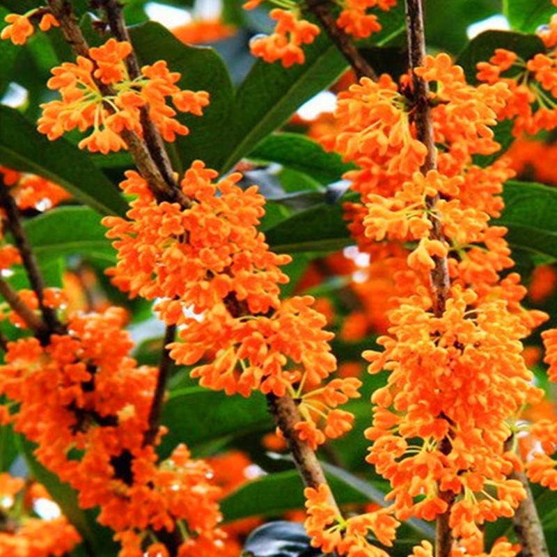 桂花种子 桂花籽 金桂 丹桂 沉香桂 四季桂 花种子 桂花种子