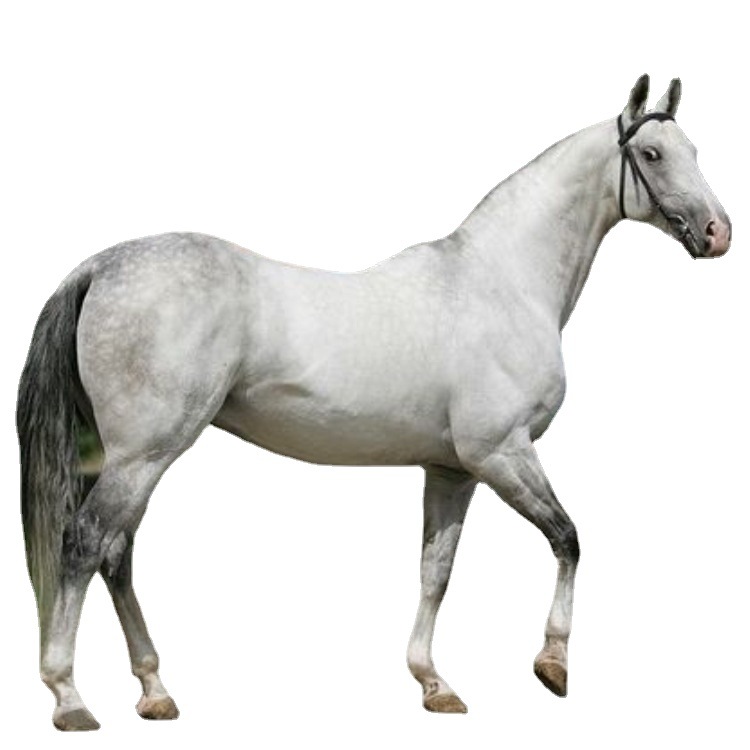 改良德国汉诺威马价钱 荷兰温血马乘骑马价格 1岁马驹匹价格