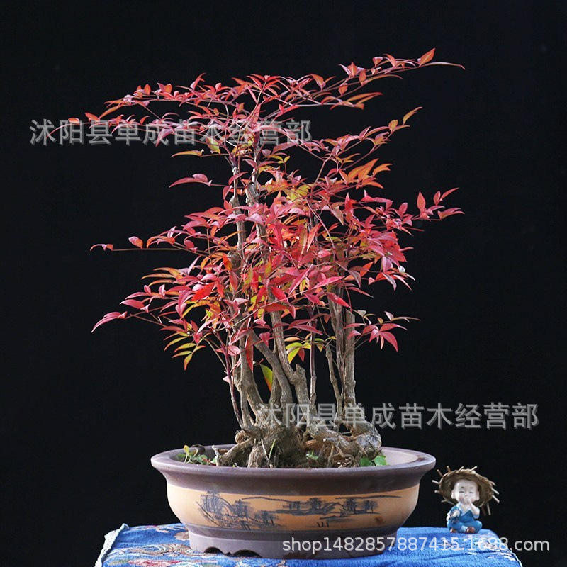 火焰南天竹盆景老桩树苗庭院种植南天竹室内客厅阳台盆栽竹子盆栽