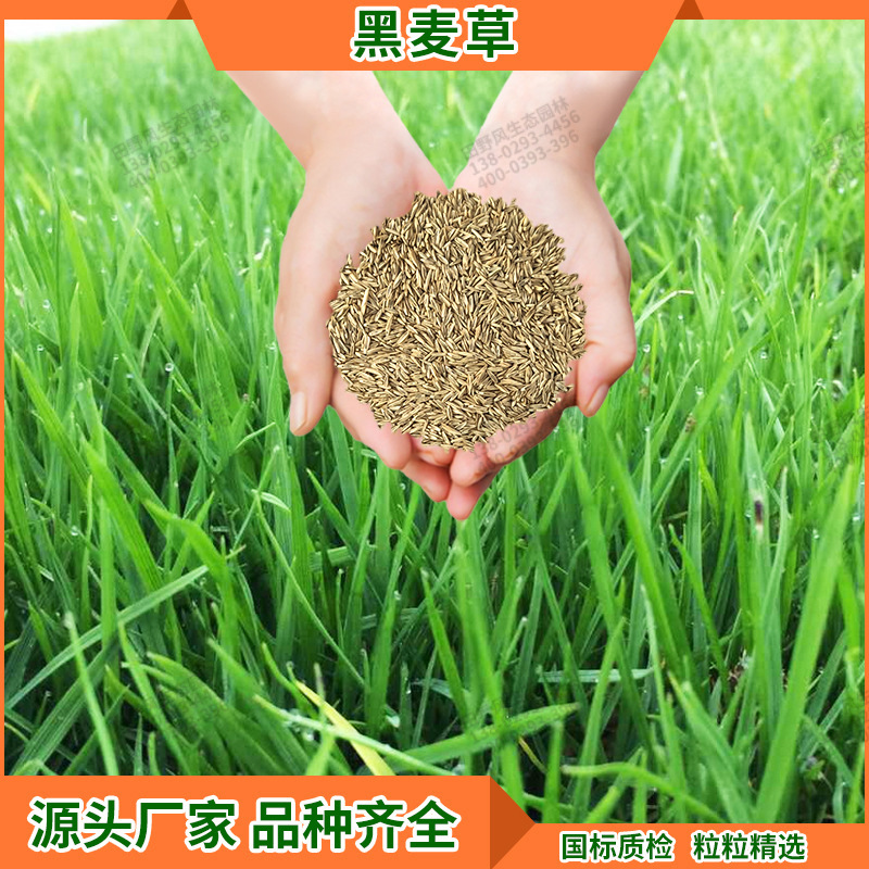 绿化护坡固土黑麦草草坪种子园林绿地多年生草籽耐践踏四季青草种