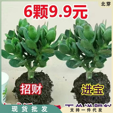 玉树盆栽多肉老桩四季常青植物室内办公室阳台耐旱绿植花卉盆栽