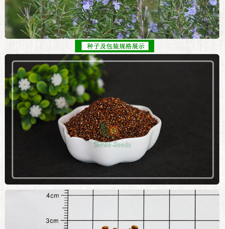 花卉种子四季花盆易种阳台盆栽迷迭香花种子种植芳香类观赏花花籽