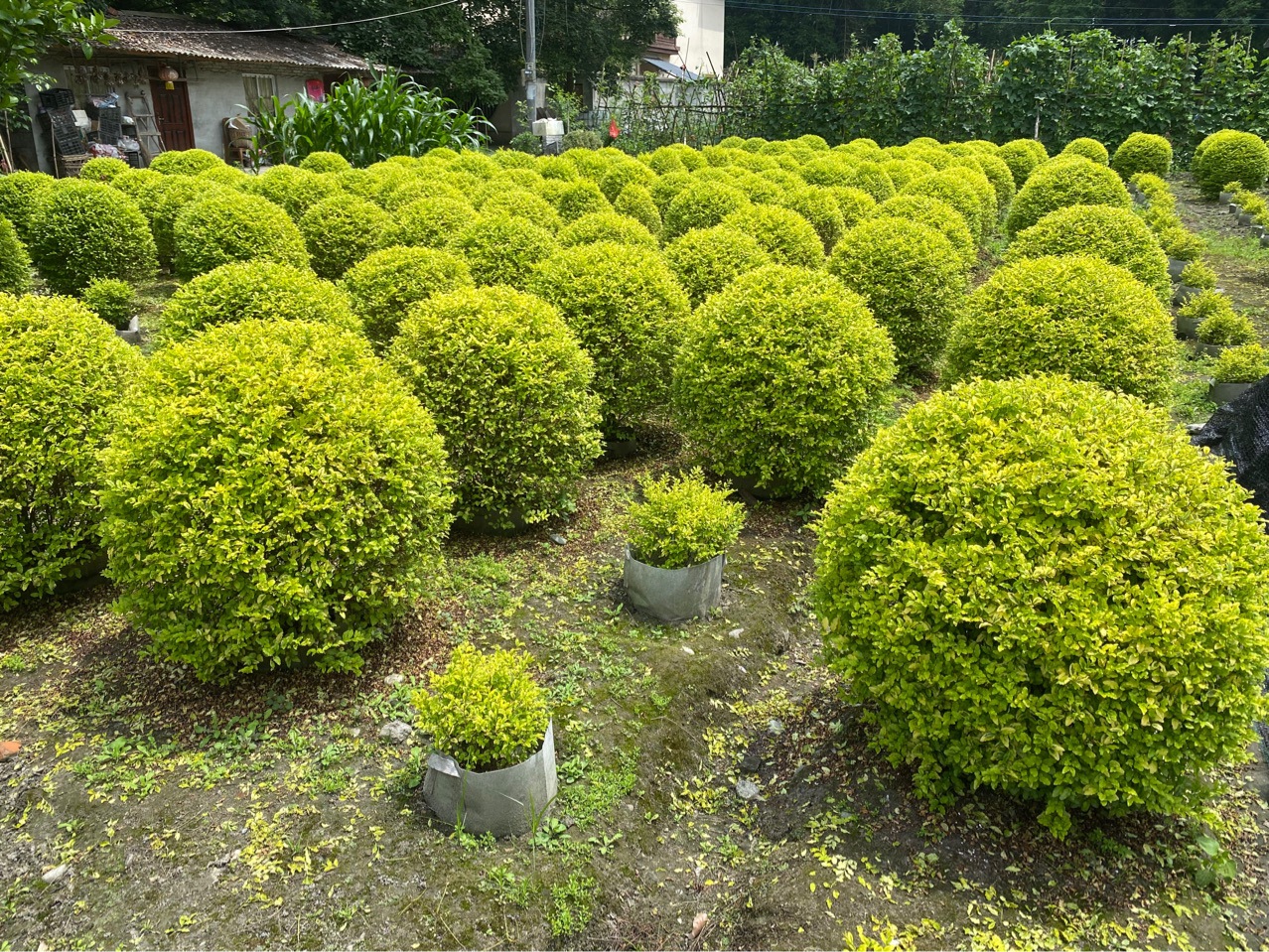 温江亮晶女贞球 成都亮晶女贞批发-阿里巴巴