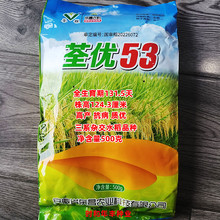 杂交水稻种子优质长粒香米种籽高产谷种稻谷抗病抗倒水稻谷种