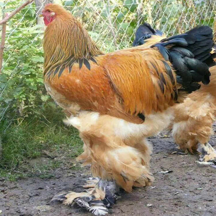 长期批发婆罗门鸡苗 景区观赏婆罗门鸡的价格 出售婆罗门种蛋
