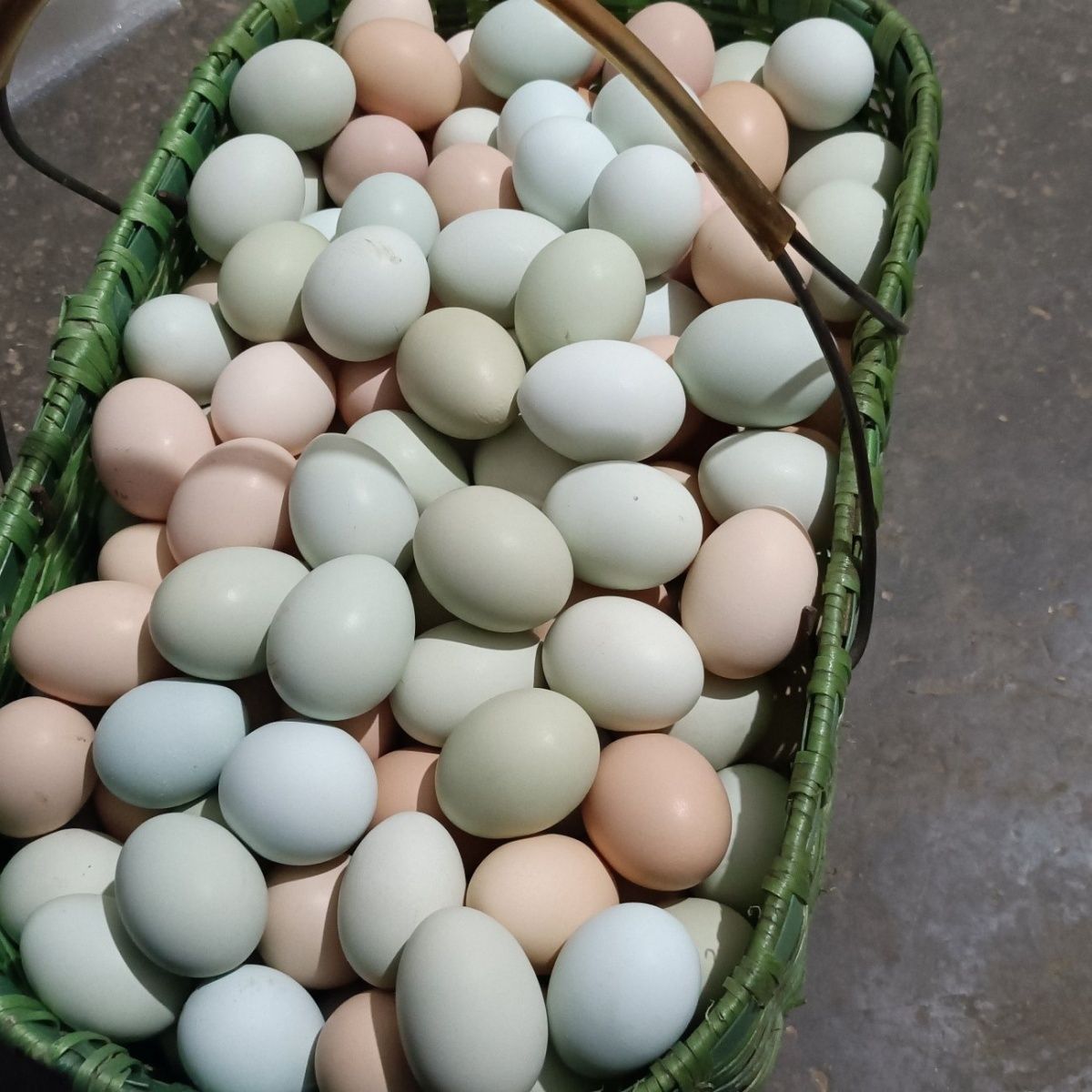 【初生蛋】山林散养绿壳蛋乌骨鸡绿壳蛋农家土鸡蛋孕妇儿童蛋