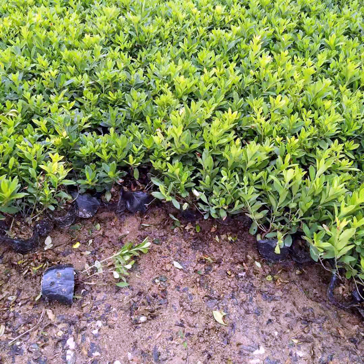 毛杜鹃/锦绣杜鹃杯苗基地 春鹃容器袋杯苗成活好