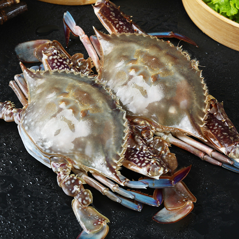 梭子蟹冷冻特大野生螃蟹新鲜海蟹鲜活飞蟹海鲜水产顺丰包邮舟山