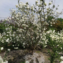 庭院观花苗木园林绿化木绣球花 欧洲木绣球花 中华木绣球树苗