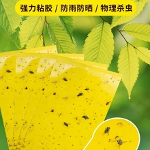 黄板双面粘虫板蓟马纸贴黄蓝飞虫小黑飞果园沾果蝇诱捕器粘板大棚