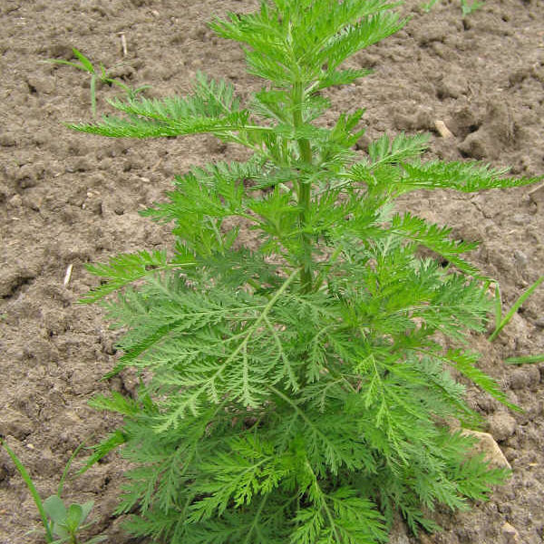 青蒿草干品苦蒿野生中药材2021年新货自晒天然桐臭蒿子泡澡黄花蒿