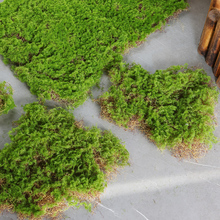 苔藓皮苔藓块青苔植绒摆件软装造景假山草皮草坪毛石头仿真苔里里