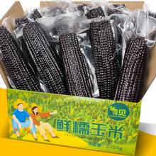 【10根】黑玉米糯玉米大棒真空装2023年新鲜大棒山西忻州黏粘玉米
