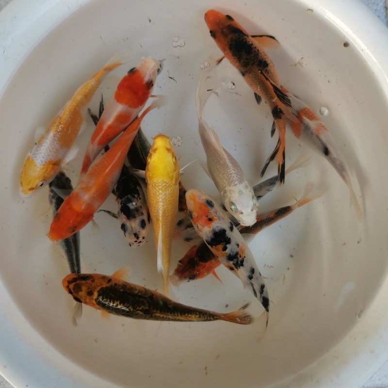 种冷水观赏活鱼锦鲤红白三色冷水小鱼苗长短尾红白锦鲫孔雀火鲤