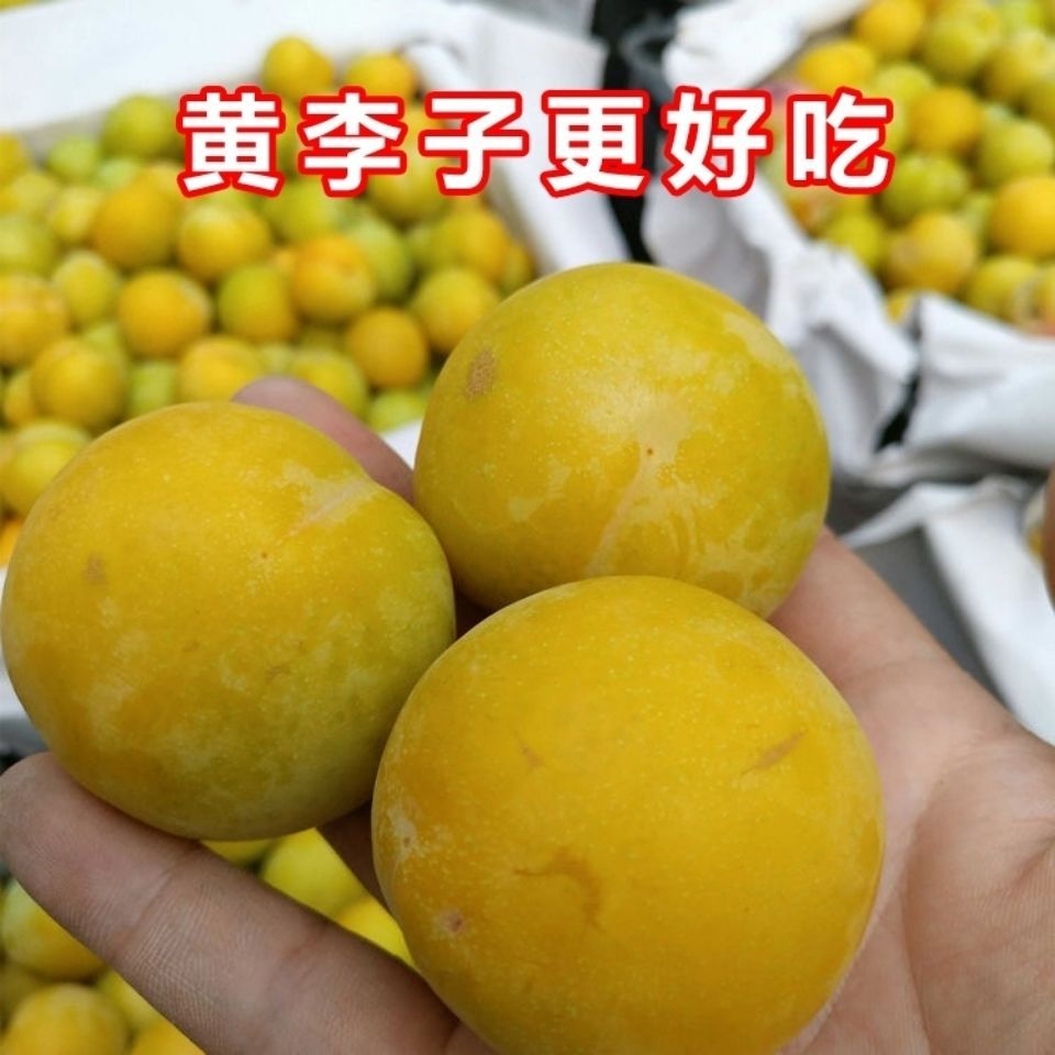 东北黄李子晚黄干碗李子脱骨李子现摘现发香蕉李子新鲜水果