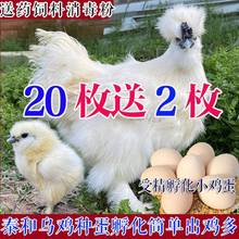 泰和乌鸡受精种蛋江西白凤乌骨鸡种蛋受精蛋可孵化出壳小鸡仔苗蛋