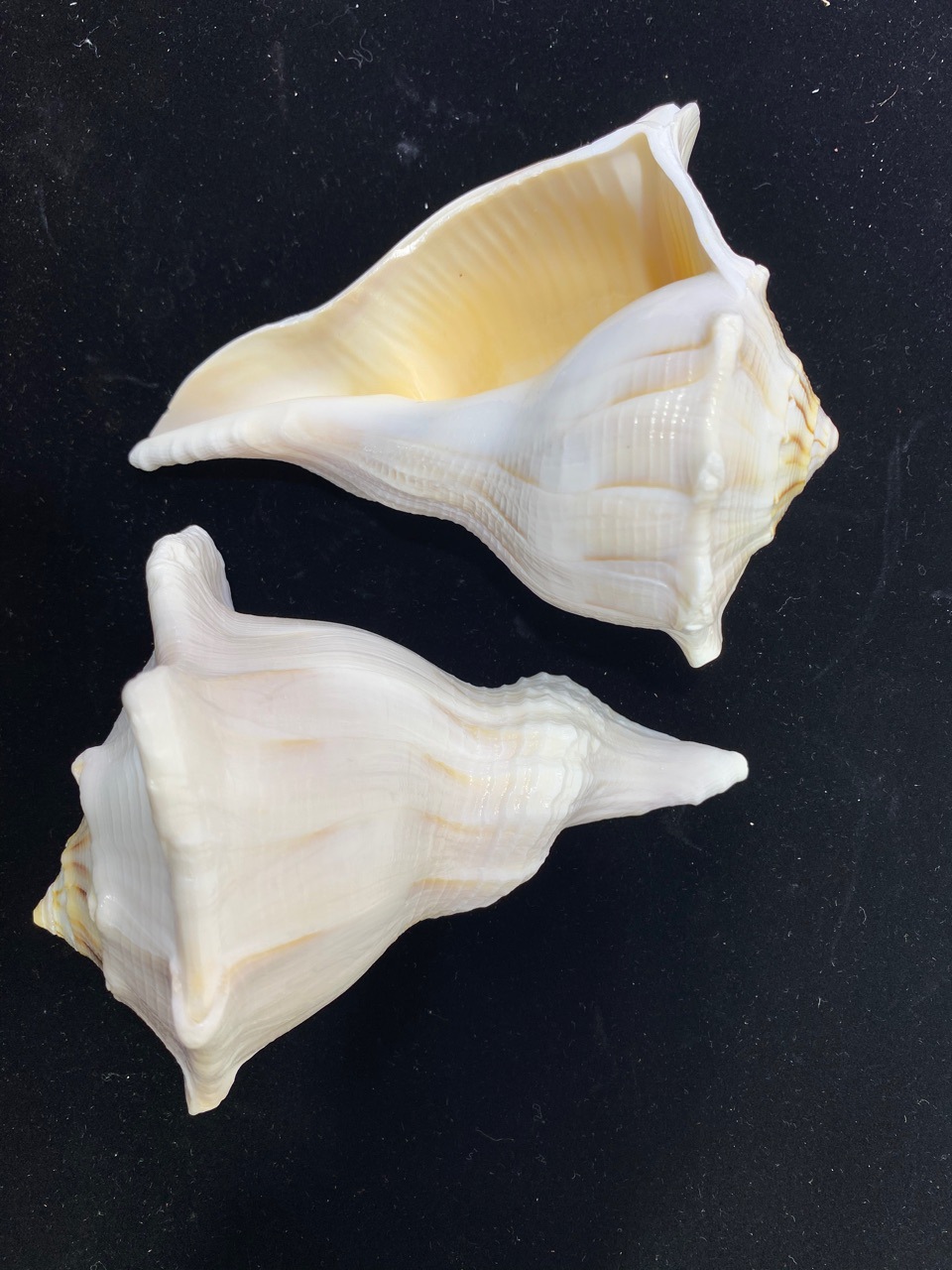 10-15厘米左旋螺 稀少品种 左旋法螺 供奉海螺 天然大海螺摆件