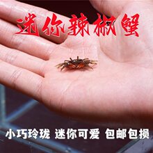 迷你樱桃蟹小型观赏蟹深水蟹辣椒蟹温顺长不大小淡水蟹溪蟹螃蟹
