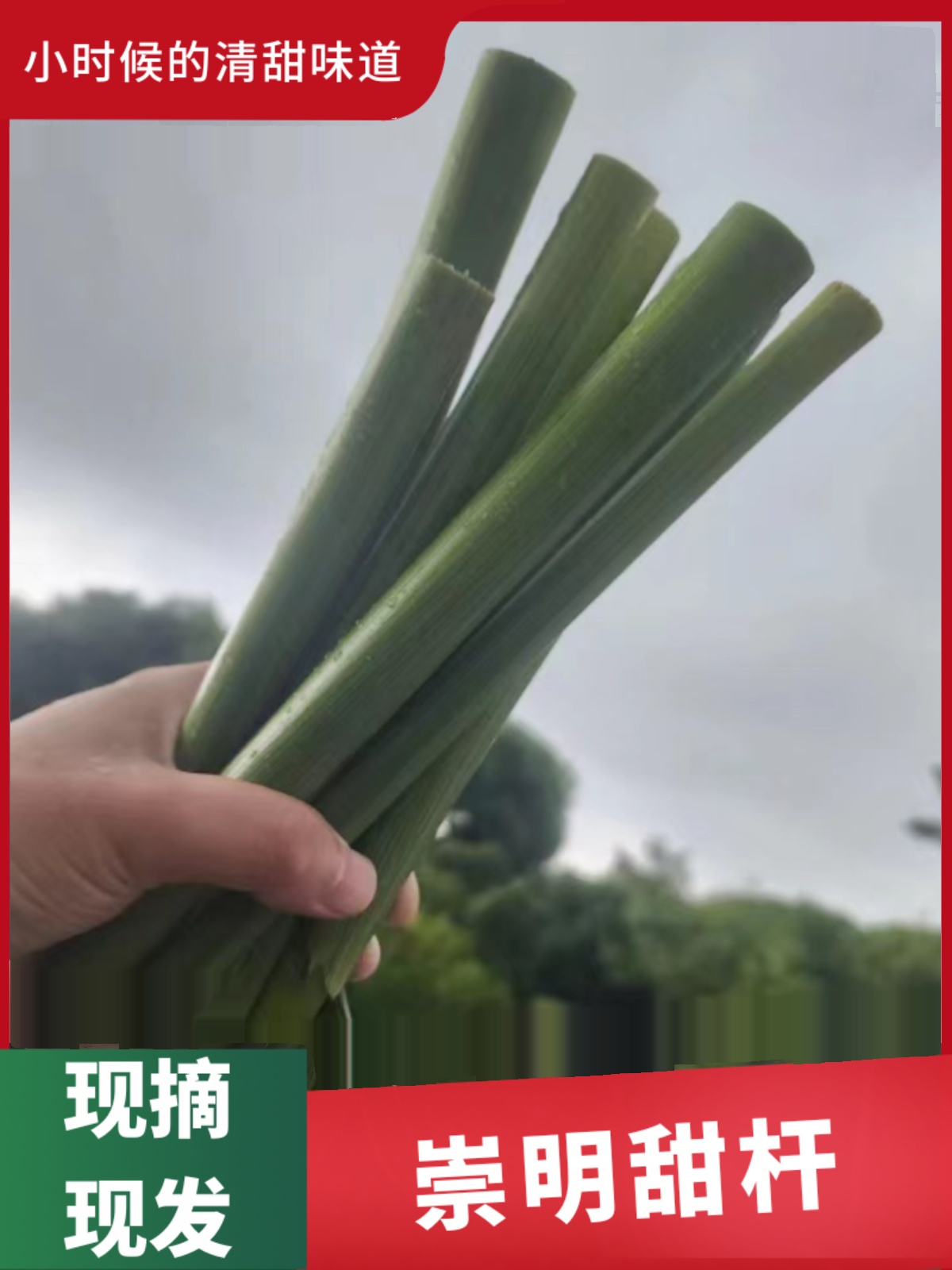 崇明甜芦粟芦稷高粱甜杆小甘蔗杆子清甜农家现摘5斤装-阿里巴巴